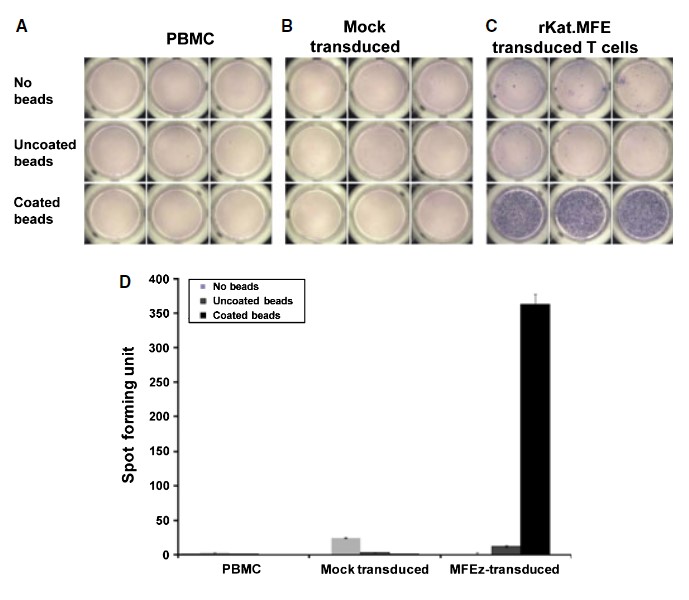 Fig.4 ELISPOT assay for detection of IFN-γ release by anti-CEA CAR-T cells. (Elkord, et al., 2021)