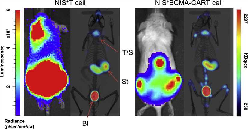 Fig.2 Imaging of CAR-T cells. (Reona, et al., 2021)