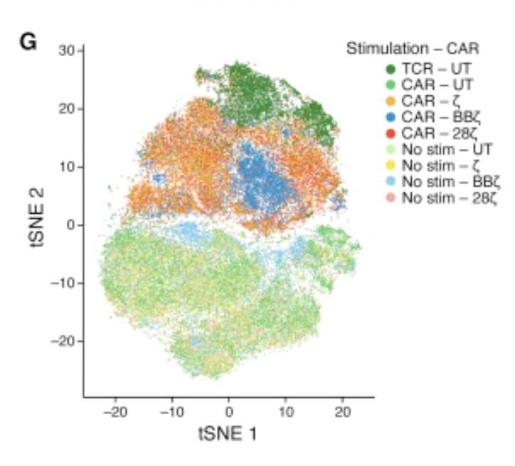 Fig.5 Single-cell expression profile of CART cells. (Boroughs, et al., 2020)