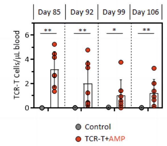 Fig.2 TCR-T cell persistence with time was assessed by flow cytometry. (Drakes, et al., 2022)