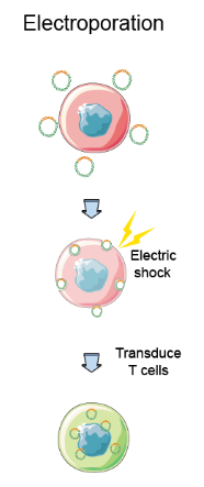 The Process of Electric Transfection