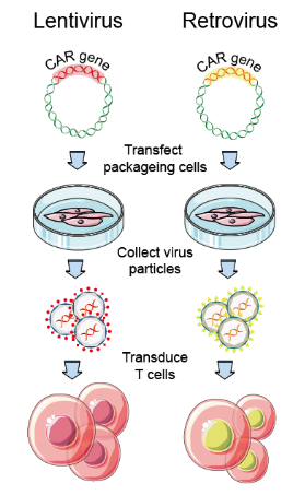 CAR-T Cell Viral Transfection Approaches