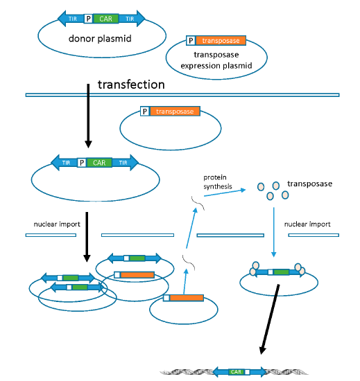 The Process of Transposon Transfection