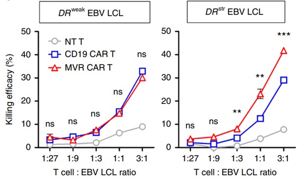 Fig.5 Cytotoxicity assay of HLA-DR CAR T cells. (Han, et al., 2018)