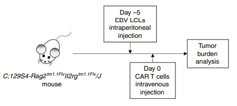 Fig.6 HLA-DR CAR T cells in vivo evaluation procedure. (Han, et al., 2018)