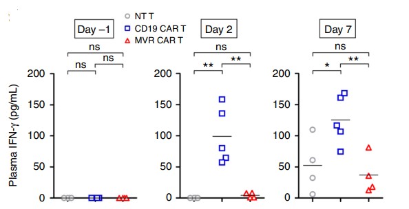 Fig.8 IFN-γ levels following in vivo infusion of HLA-DR CAR T cells. (Han, et al., 2018)