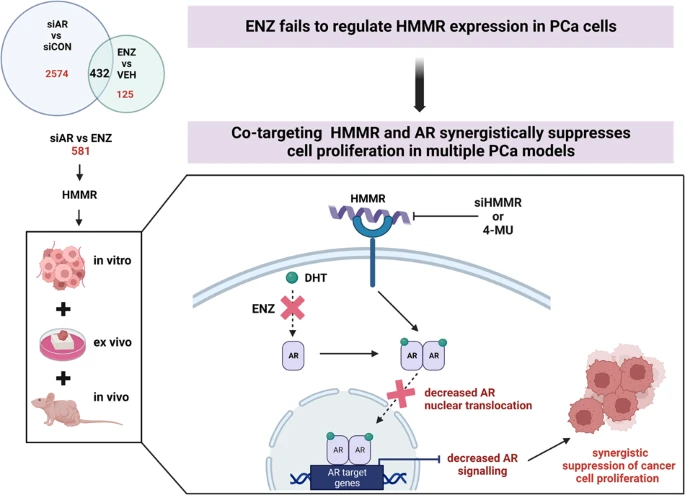 Fig.1 Strategies to improve androgen receptor signaling inhibitors response by targeting HMMR. (Hinneh, et al., 2023)