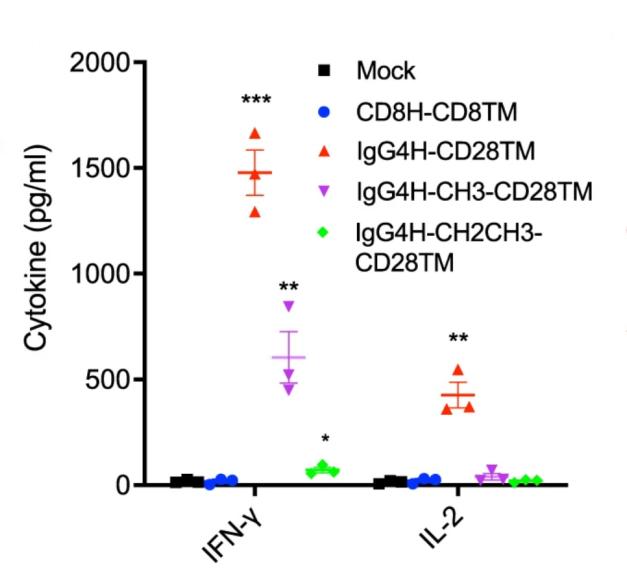 Fig.2 The expression of cytokines in GYC1 CAR-T cells co-cultured with T3M4 cells. (Li, et al., 2023)