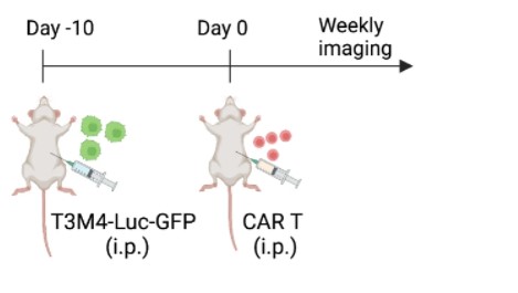 Fig.4 Experimental schematic of CAR-T therapy xenograft mouse model. (Li, et al., 2023)