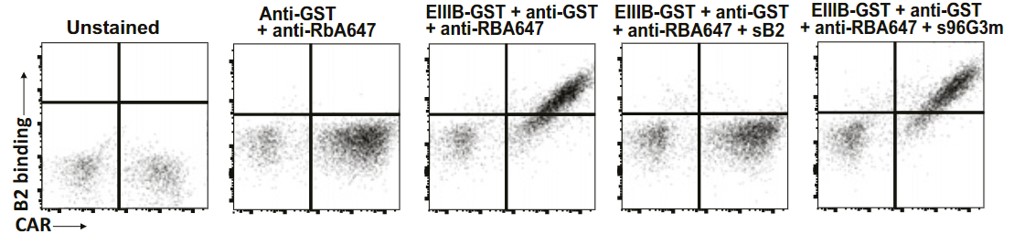 Fig.2 CAR expression test of Anti-EIIIB fibronectin-targeted CAR T cells by flow cytometry. (Xie, et al., 2019)
