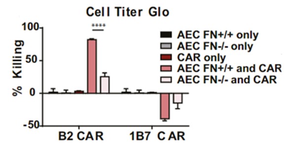 Fig.3 In vitro cytotoxicity assay of anti-EIIIB CAR-T (B2 CAR) against aortic endothelial cells (AEC) expressing the EIIIB fibronectin domain (FN+/+) at the indicated E:T ratio. (Xie, et al., 2019)