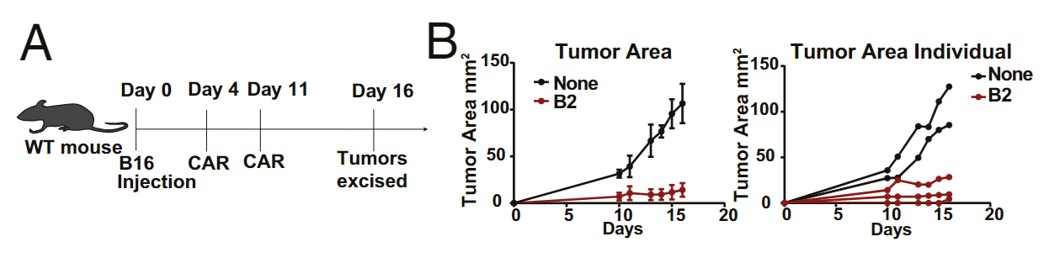 Fig.4 In vivo efficacy test of EIIIB CAR-T cells against B16 bearing-tumor. (Xie, et al., 2019)
