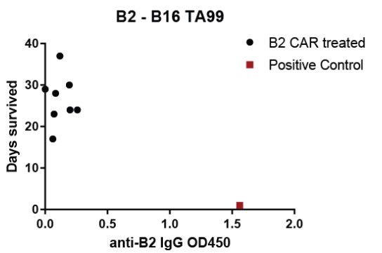 Fig.6 Anti-EIIIB clone B2 response of serum from B16-bearing WT mice treated with EIIIB CAR-T to test immunogenicity. (Xie, et al., 2019)