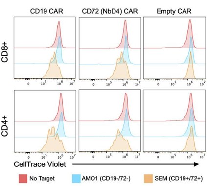 CD72 CAR-T's also demonstrated robust proliferation, equivalent to CD19 CAR-T.