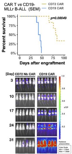In both cell line and xenograft models of B-ALL, CD72 CAR T has demonstrated its ability to eradicate tumors and enhance survival rates.