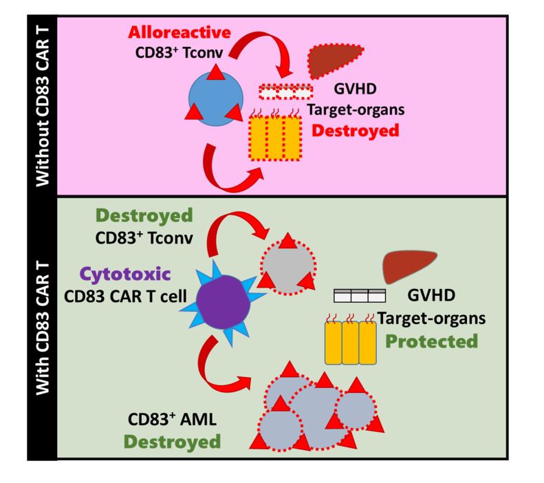 Fig.1 Human CD83-targeted chimeric antigen receptor T cells can be potentially used to prevent and treat GVHD