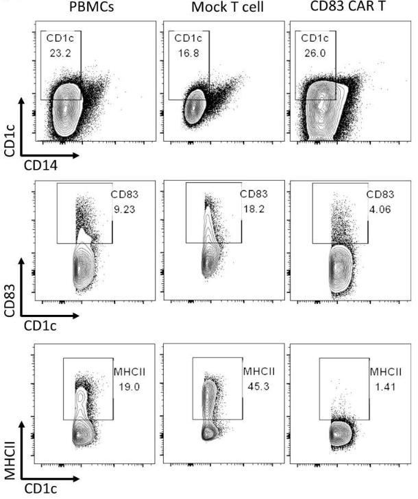 Human CD83-targeted CAR T cells significantly reduce CD83+ DCs.