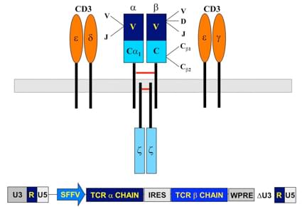 Lentivirus-mediated TCR gene transfer