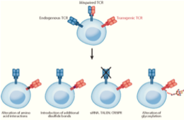 One-Stop TCR-T Therapy Development