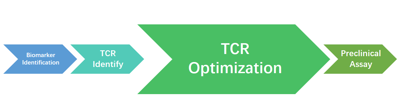 TCR Affinity Optimization