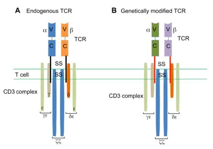 TCR-modified T Cells Construction