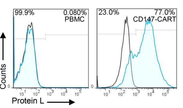 Fig.2 CAR expression test of CD147-CART cells by flow cytometry using anti-protein L antibody. (Chen, Xiao-Hong, et al., 2022)