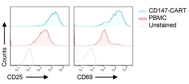 Fig.3 Activation marker test of CD147-CART cells by flow cytometry. (Chen, Xiao-Hong, et al., 2022)