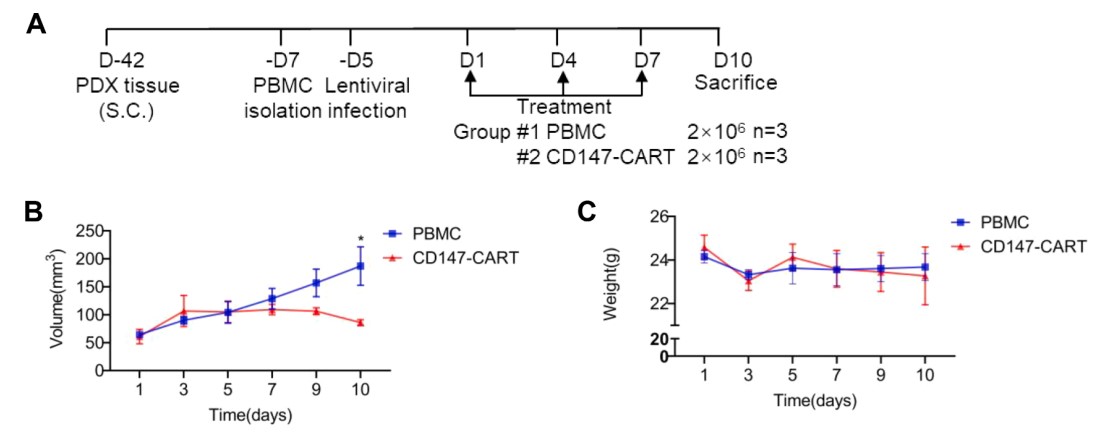Fig.7 In vivo anti-tumor activity of CD147-CART cells in PDX models. (Chen, Xiao-Hong, et al., 2022)
