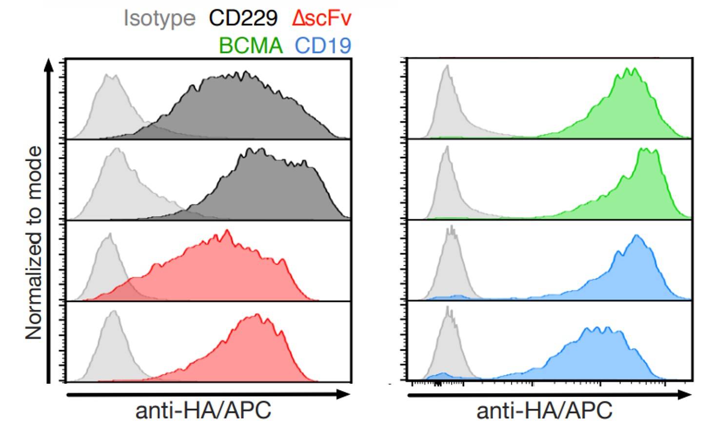 Fig.1 Surface expression of CD229-CAR as evaluated by flow cytometry. (Radhakrishnan, et al., 2020)