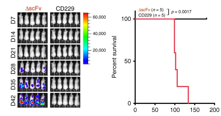 Fig.5 Anti-tumor activity of anti-CD229 CAR-T cells in vivo. (Radhakrishnan, et al., 2020)