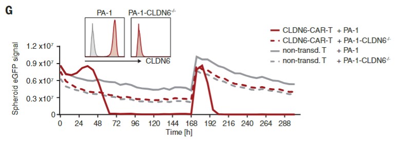 Fig.5 In vitro dynamic killing assessment of Claudin6 CAR-T cells against Claudin6 positive tumor spheroids at 10:1 E:T ratio. (Reinhard, et al., 2020)