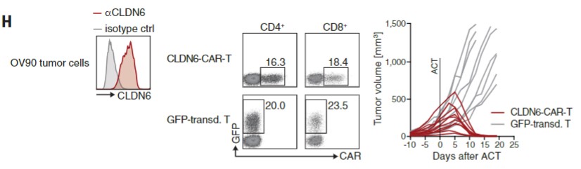 Fig.6 In vivo efficacy of anti-Claudin6 CAR-T in Claudin6 expressing OV90 cell CDX model. (Reinhard, et al., 2020)