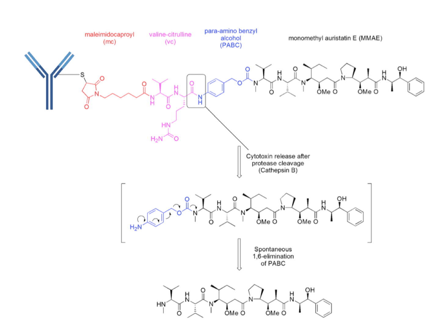  Schematic representation  of an ADC with a enzymatically cleavable vc dipeptide linker. MMAE is attached  to a protease recognition sequence valine-citrulline (vc) via a para-amino  benzyl alcohol self-immolative moiety to ensure the release of MMAE in its  “native” form (Pharm. Res., 2015).