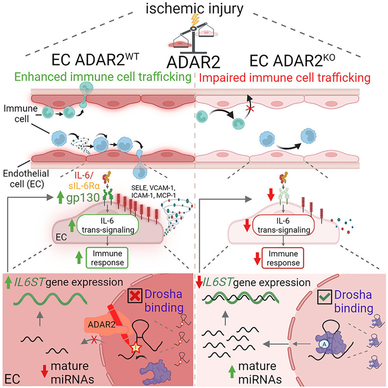 The RNA editor ADAR2 promotes immune cell trafficking by enhancing endothelial responses to interleukin-6 during sterile inflammation