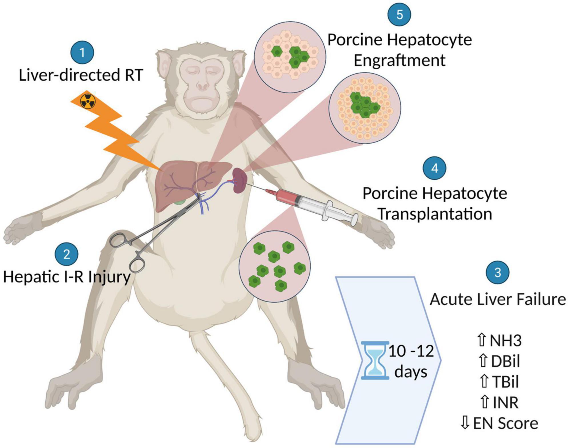 generation of a non-human primate model for acute liver failure (ALF) using liver-directed radiation therapy.