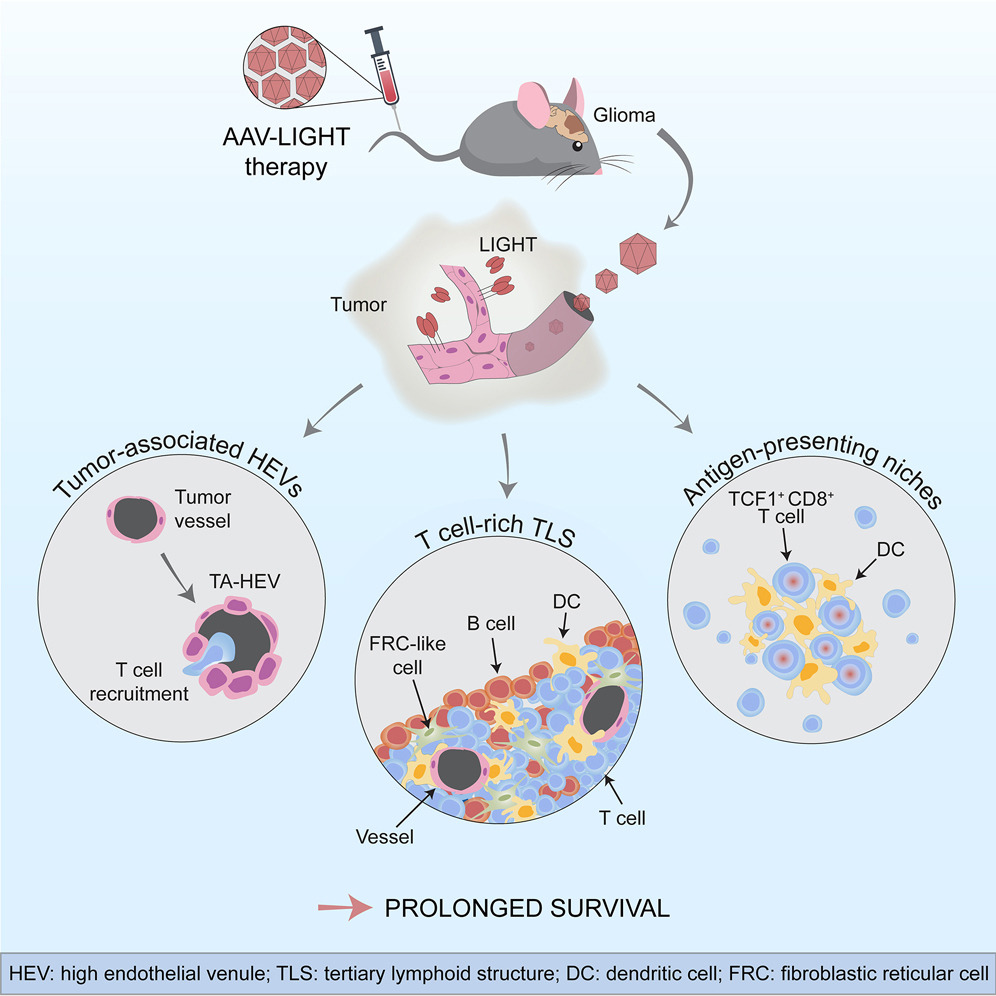 Tailoring vascular phenotype through AAV therapy promotes anti-tumor immunity in glioma