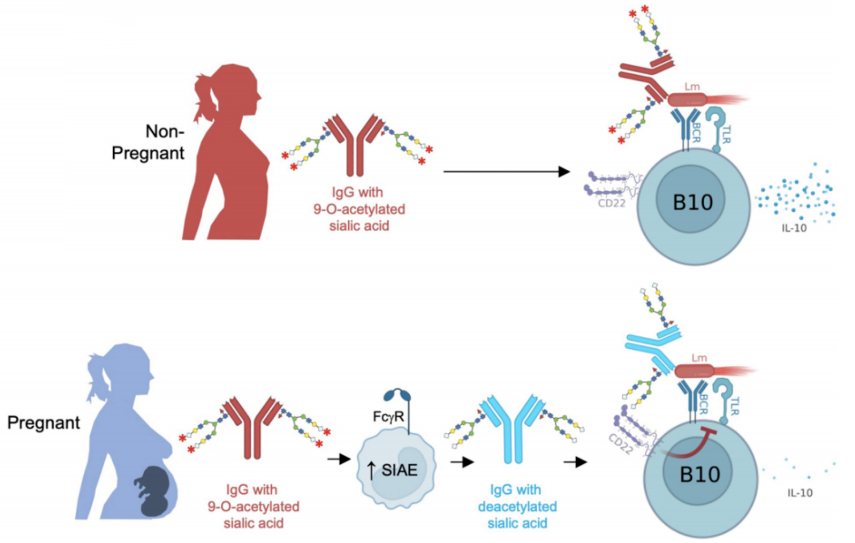 Pregnant women produce “super antibodies” to protect babies against