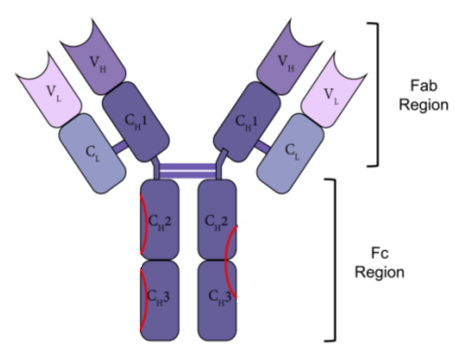 Igg Antibody Photos and Images & Pictures