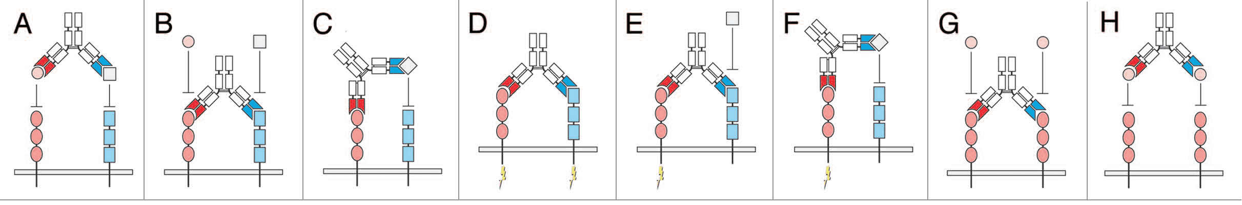 Bispecific Antibody (BsAb) Sequencing