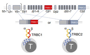 T cells exclusively express either TRBC1 or TRBC2 in T-cell malignancies patients.