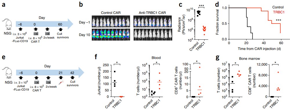 In vivo efficacy and specificity validation of anti-TRBC1 CAR-T cells in T cell malignancy mouse model.