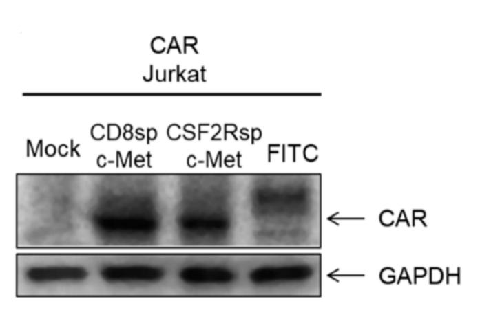 Fig.2 Analysis of CAR expression levels in CAR Jurkat cells. (Kang, et al., 2021)