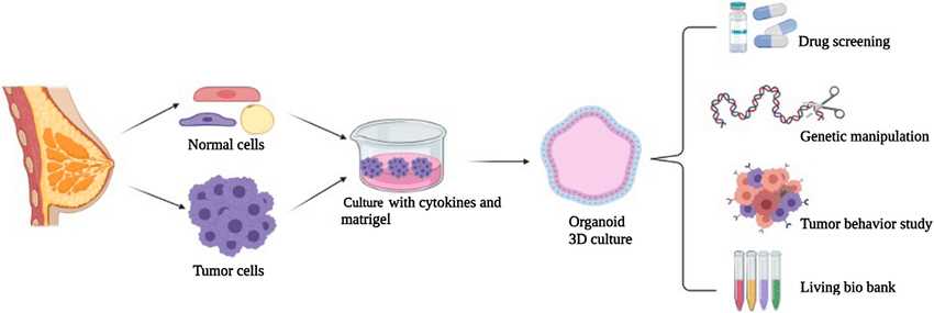 Establishing breast cancer organoids as in vitro models.