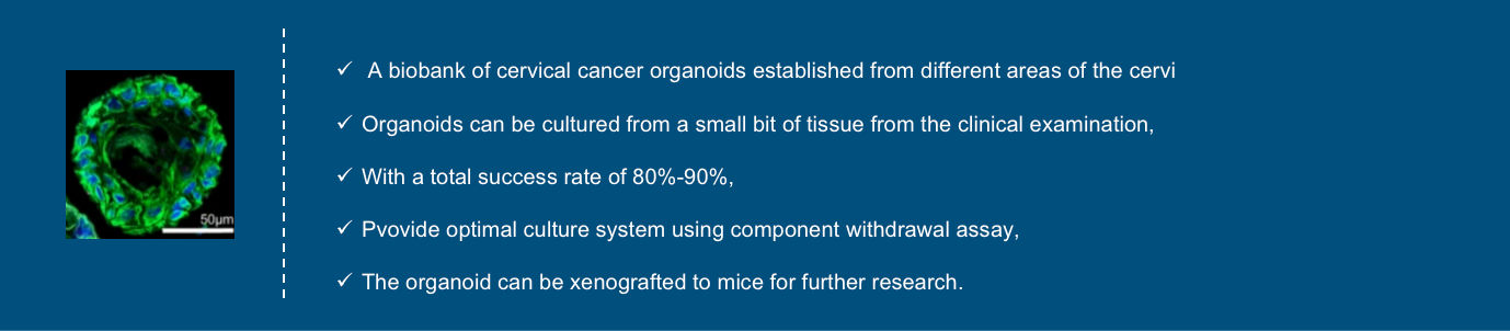 Key Features of Cervical Cancer Organoid Models at Creative Biolabs
