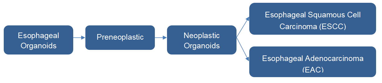Subtypes of Esophageal Organoids