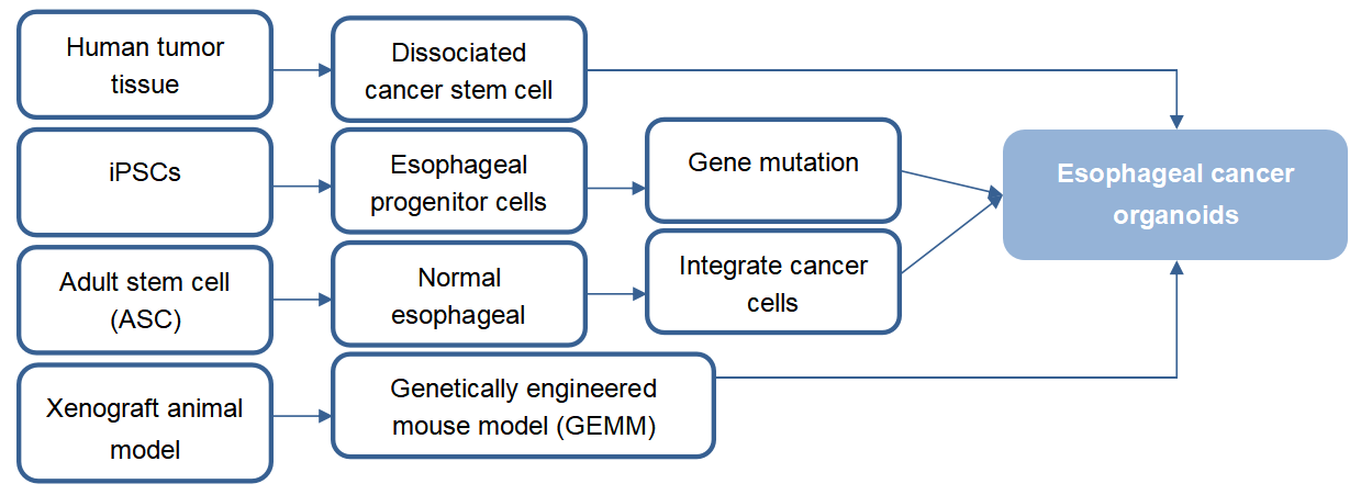 Methods for Esophageal Organoids Production