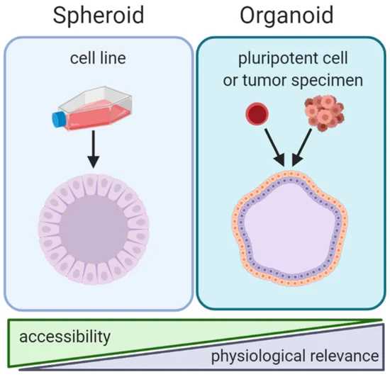 What are the advantages of a 3D organoid model?