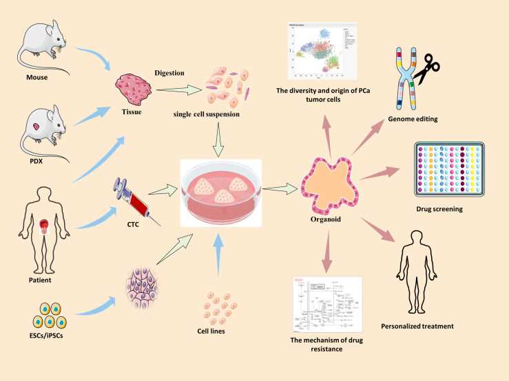 Establish prostate cancer organoids from different pathways for various applications.
