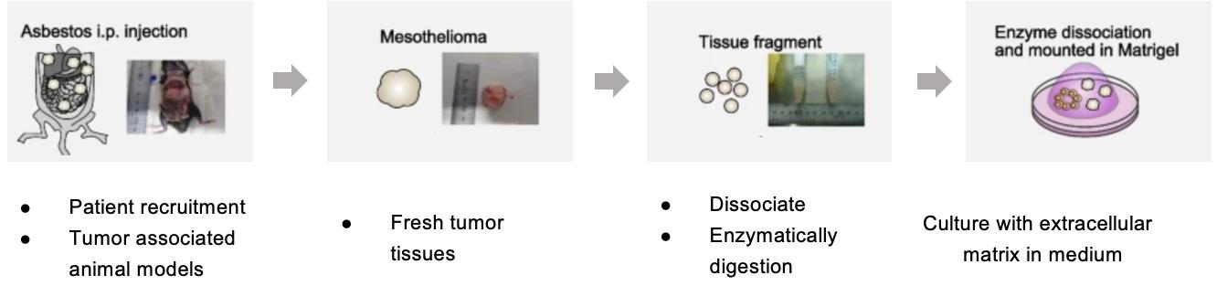 Schematic illustration of the main steps for mesothelioma cancer organoids production from mouse tumor tissue.