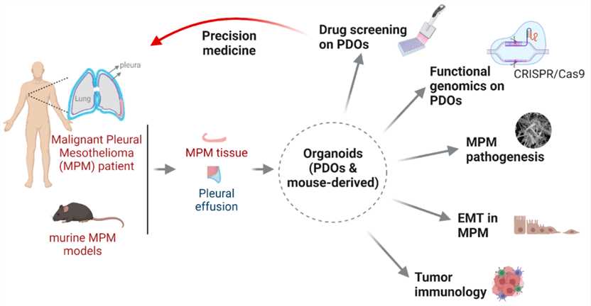 Malignant mesothelioma cancer organoids are a useful tool for preclinical studies.